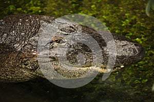 American alligator Alligator mississippiensis