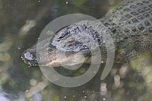 American alligator Alligator mississippiensis