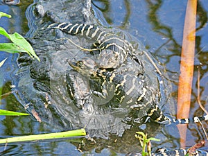 American Alligator or Alligator mississippiensis