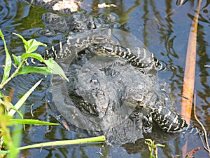 American Alligator or Alligator mississippiensis