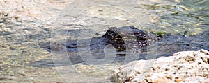 American Alligator (Alligator mississippiensis)