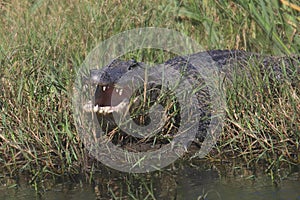 American Alligator alligator mississippiensis