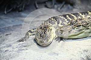 American alligator Alligator mississippiensis 2