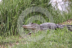American Alligator alligator mississippiensis