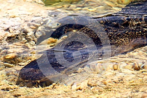 American Alligator (Alligator mississippiensis)