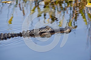 American alligator (Alligator mississippiensis)