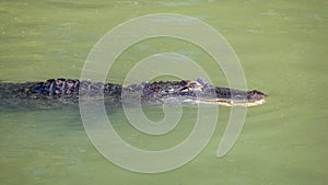 The American alligator Alligator mississippiensis