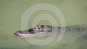 The American alligator Alligator mississippiensis