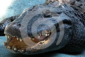 American alligator (Alligator mississippiensis)