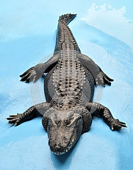 American alligator (Alligator mississippiensis)