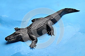 American alligator (Alligator mississippiensis)