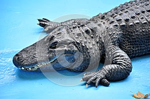 American alligator (Alligator mississippiensis)