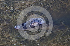 American Alligator (Alligator mississippiensis)