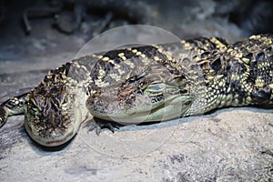 American alligator Alligator mississippiensis 4