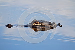 American Alligator (alligator mississippiensis)