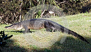 American Alligator (Alligator mississippiensis)