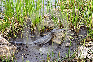 American Alligator (Alligator mississippiensis)