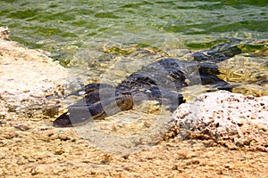 American Alligator (Alligator mississippiensis)