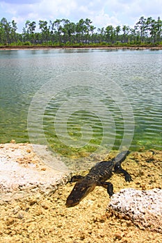 American Alligator (Alligator mississippiensis)