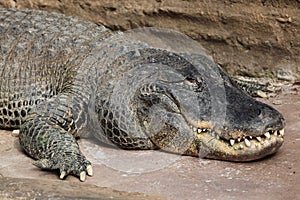 American alligator (Alligator mississippiensis).