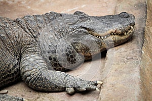 American alligator (Alligator mississippiensis).