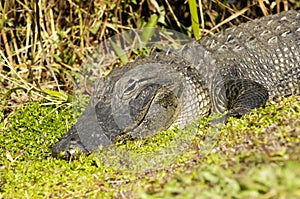 American Alligator, (Alligator mississippiensis)