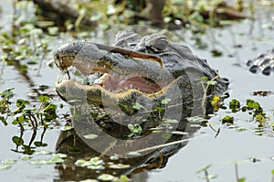 American Alligator, (Alligator mississippiensis)