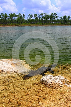 American Alligator (Alligator mississippiensis)