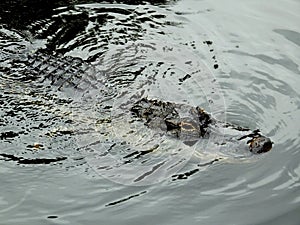 American Alligator (Alligator mississippiensis)