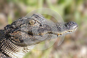 American Alligator (alligator mississippiensis)