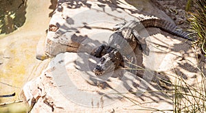 American alligator, Alligator mississippiensis