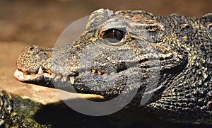 American alligator Alligator mississippiensis