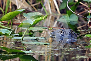 American Alligator - alligator mississippiensis