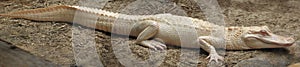 The American alligator ,Alligator mississippiensis, albino aligator. White aligator with brown background