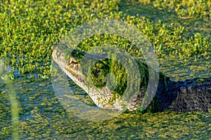 American alligator (Alligator mississippiensis) with algae on it's head