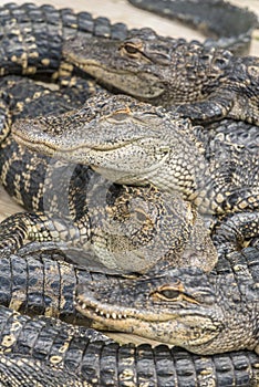 American alligator Alligator mississippiensis