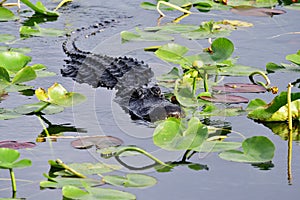 American Alligator - Alligator mississippiensis - amidst lily pads Everglades.