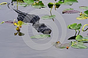 American Alligator - Alligator mississippiensis - amidst lily pads Everglades.