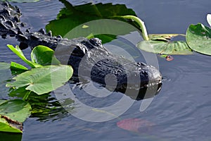 American Alligator - Alligator mississippiensis - amidst lily pads Everglades.