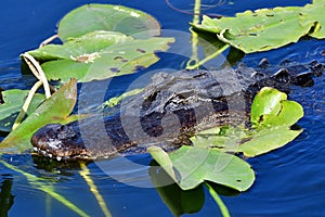 American Alligator - Alligator mississippiensis - amidst lily pads Everglades.