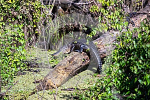 American Alligator in a Florida Swamp