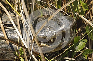 American Alligator, (Alligator mississippiensis), close-up