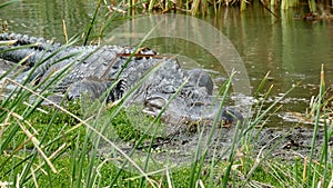 An American alligator, Alligator mississippiensis, crawling in a marsh at a Port Aransas, Texas.