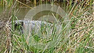 An American alligator, Alligator mississippiensis, crawling in a marsh at a Port Aransas, Texas.