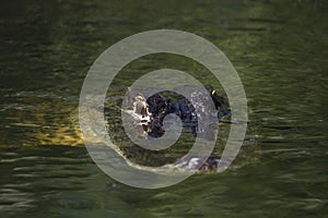 American alligator (Alligator mississippiensis) in Everglades Na