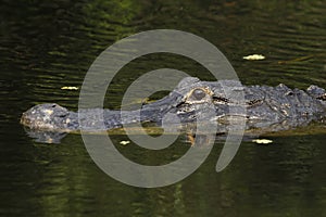 American alligator (Alligator mississippiensis) in Everglades Na