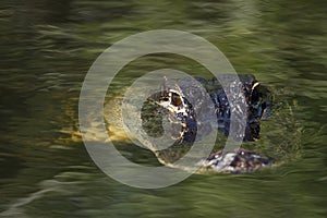 American alligator (Alligator mississippiensis) in Everglades Na