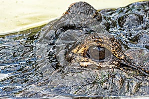 American alligator Alligator mississippiensis eye closeup - Florida, USA