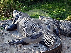 The American alligator Alligator mississippiensis, gator, common alligator, Der Mississippi-Alligator or Hechtalligator