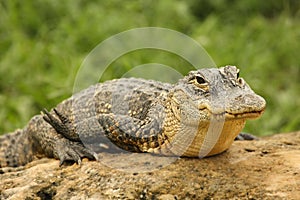 American alligator Alligator mississippiensis having a rest on the stone in Everglades national park.